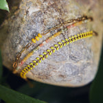 ROOI Armband A23A Juwelen Sieraden Leuven
